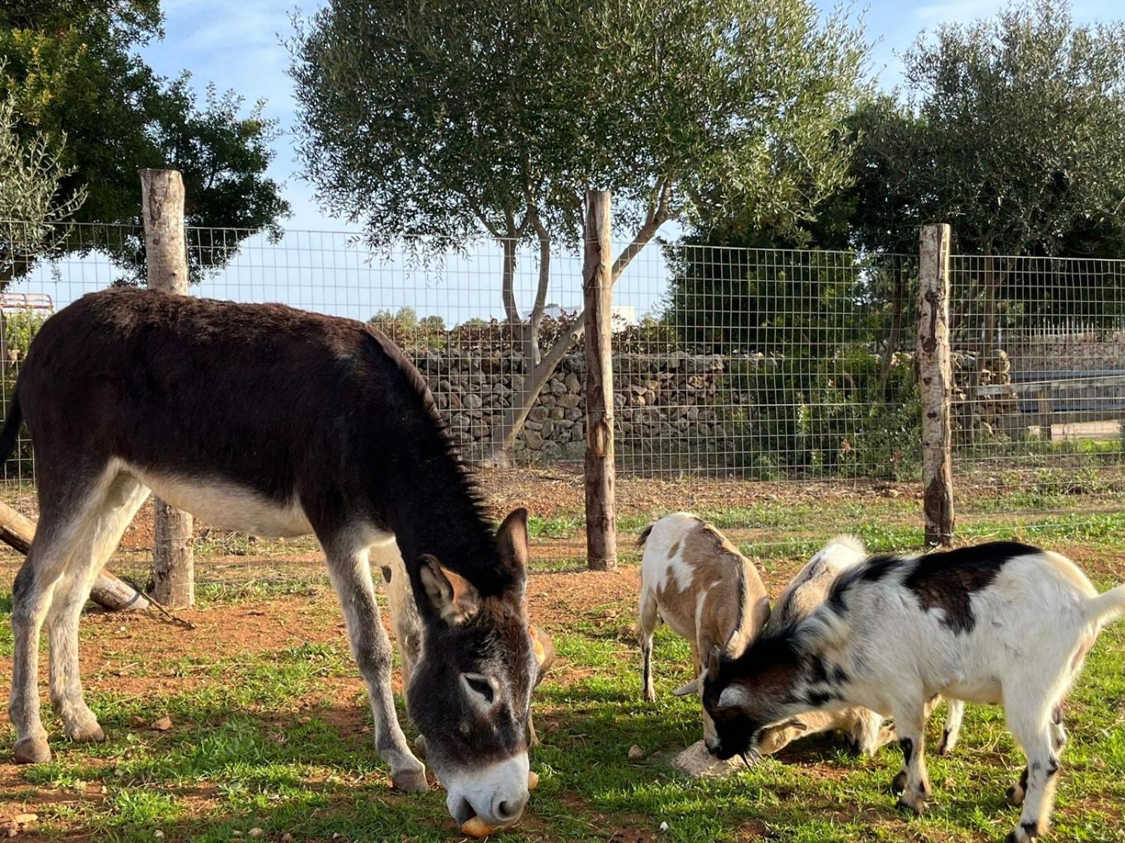 Masseria Scaledda Мандурия Екстериор снимка